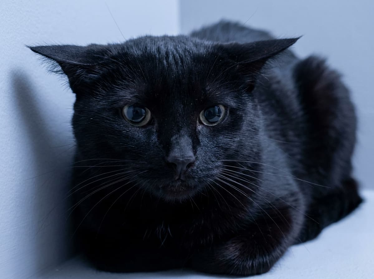 Cat with whiskers pulled tight against its cheeks