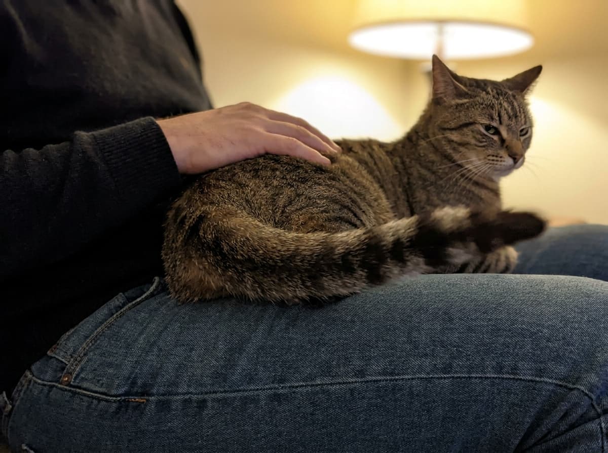 Slow Tail Twitch — Cat with tail twitching slowly while being petted